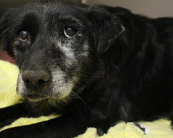 Sweet 14-Year-Old Shelter Dog Finds a Family — Just in Time for Christmas