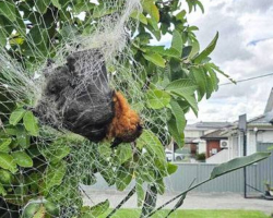 Rescuers Free Tiny Ball Of Fuzz Tangled In Netting — And Reveal The Sweetest Little Face