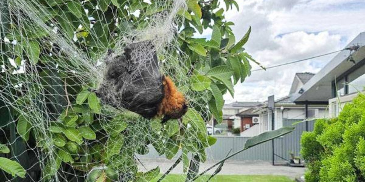 Rescuers Free Tiny Ball Of Fuzz Tangled In Netting — And Reveal The Sweetest Little Face