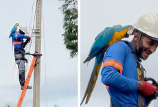 Utility Worker Gets The Sweetest Surprise Snuggle From A Wild Parrot On The Job