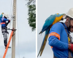 Utility Worker Gets The Sweetest Surprise Snuggle From A Wild Parrot On The Job