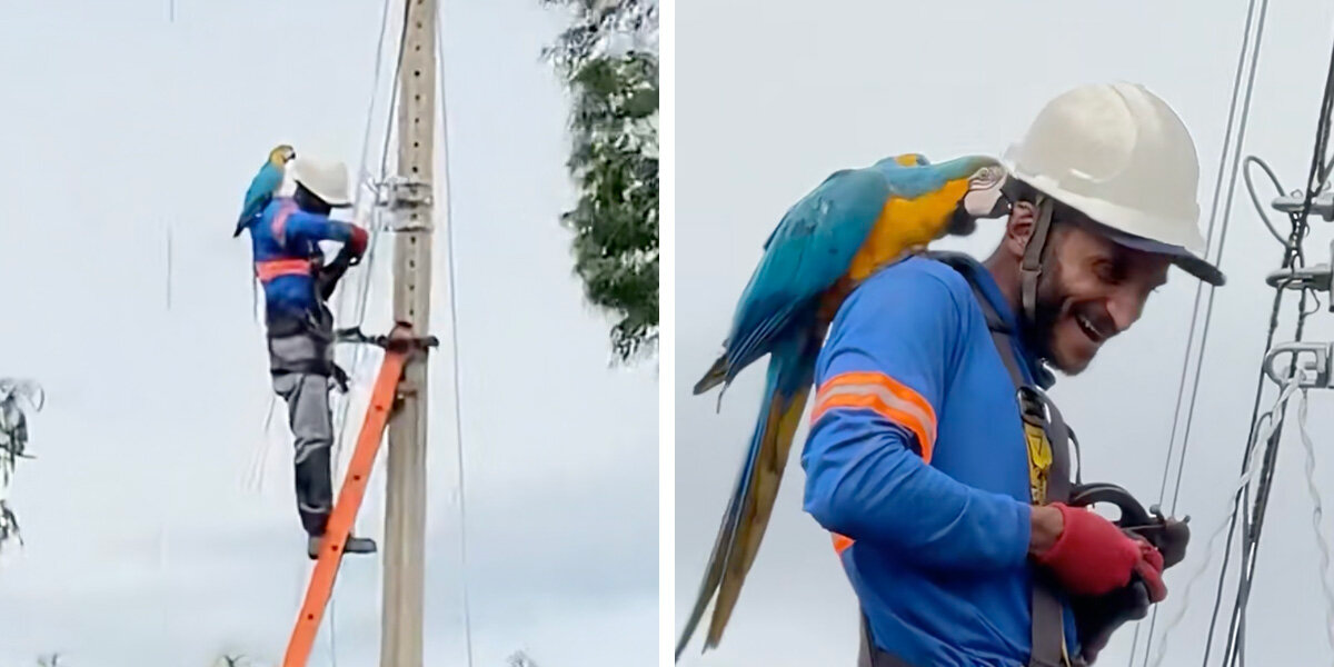 Utility Worker Gets The Sweetest Surprise Snuggle From A Wild Parrot On The Job