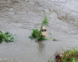 Tiny Puppy Found Clinging To Reeds In Flooded Bayou Refuses To Give Up