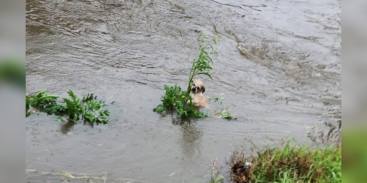 Tiny Puppy Found Clinging To Reeds In Flooded Bayou Refuses To Give Up