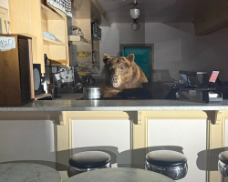 Enterprising Bear Breaks Into Ice Cream Shop — And Becomes Its Most Adorable “Manager” Ever
