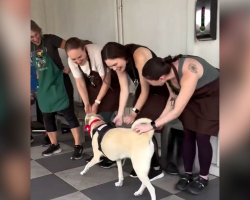 Overlooked Shelter Dog Realizes Goodbye Party Is For Her — And Her Reaction Says It All