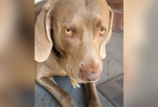 Woman Spots Tiny Legs Sticking Out Of Her Dog’s Mouth — Then Realizes What’s Really Happening