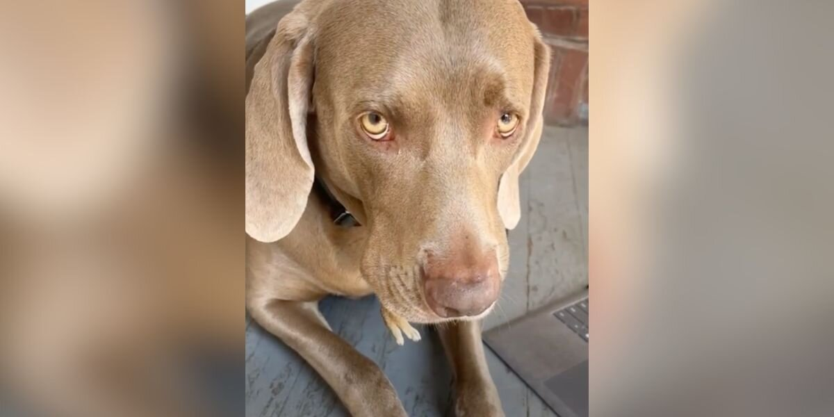 Woman Spots Tiny Legs Sticking Out Of Her Dog’s Mouth — Then Realizes What’s Really Happening