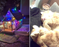 Feral Cat Finally Relaxes When He Discovers A Tiny House Built Just For Him