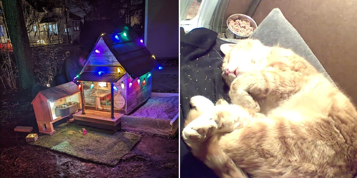 Feral Cat Finally Relaxes When He Discovers A Tiny House Built Just For Him