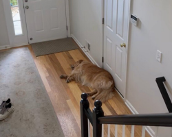 Dog’s Reaction To Little Boy’s First Day Of School Leaves Parents In Tears