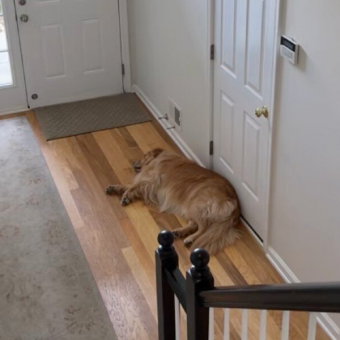 Dog’s Reaction To Little Boy’s First Day Of School Leaves Parents In Tears