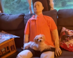 Anxious Little Dog Meets A Creepy Life-Size Doll — And Finds His New Best Friend