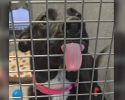 Shelter Dog Who’s Been Overlooked For 400 Days Just Wants To Give Someone Kisses