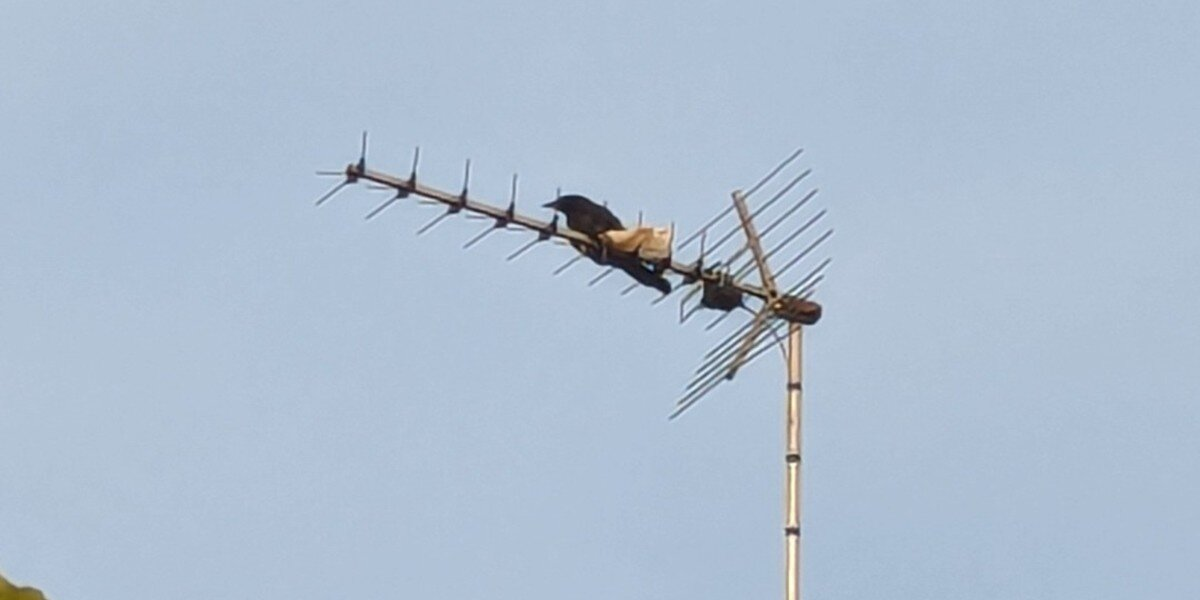 Rescuers Spot Crow Stuck On Rooftop Antenna — Then Realize The Heartbreaking Reason Why