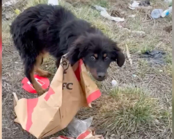 Flat Tire Leads Woman To Puppy Trapped In KFC Bag And Running Out Of Time