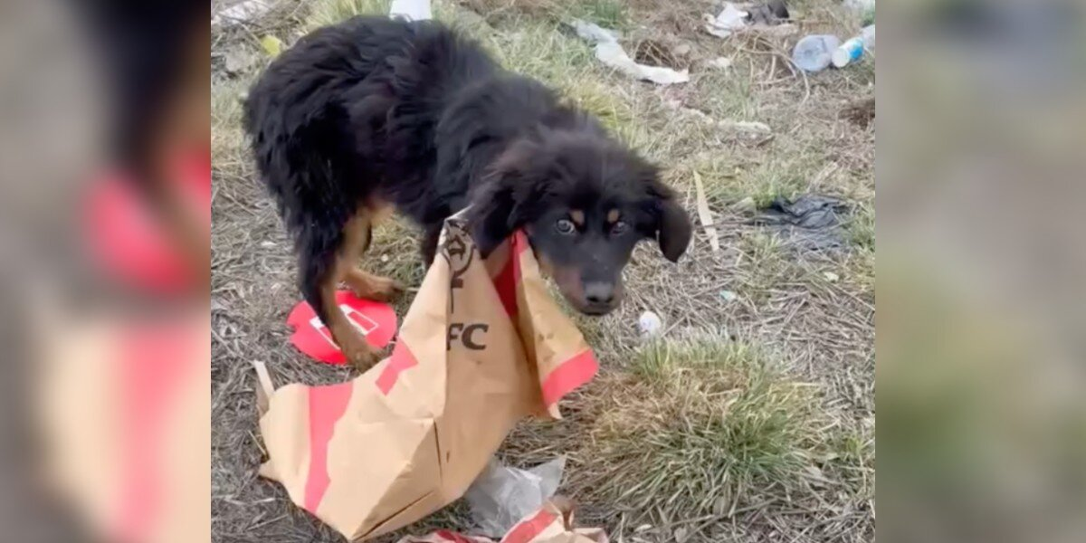 Flat Tire Leads Woman To Puppy Trapped In KFC Bag And Running Out Of Time