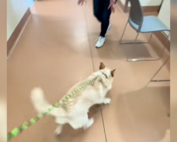 Shelter Puppy Runs Toward Her New Family — Only To Be Returned A Week Later