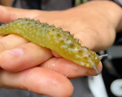 Wildlife Photographer Does A Double Take After Spotting A ‘Moving Pickle’ In The Woods