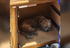 Abandoned Pups Found Sleeping In Broken Furniture Finally Learn What It Means To Be Loved