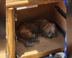 Abandoned Pups Found Sleeping In Broken Furniture Finally Learn What It Means To Be Loved
