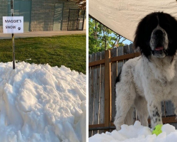 Family Builds a Mountain of Snow So Their Dog Can Experience Her Favorite Thing One Last Time