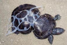 Turtle Freed From Six-Pack Rings Is Still Going Strong — 30 Years Later