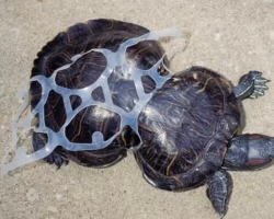 Turtle Freed From Six-Pack Rings Is Still Going Strong — 30 Years Later