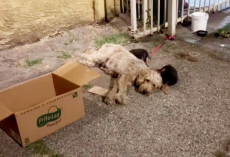 Rescuers Rush To Help Dog Found Chained To Railing Beside A Box Of Tiny Puppies