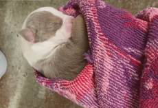 Vet Tech Told To Euthanize Newborn Puppy Chooses Love Instead — And Changes Her Life Forever