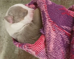 Vet Tech Told To Euthanize Newborn Puppy Chooses Love Instead — And Changes Her Life Forever