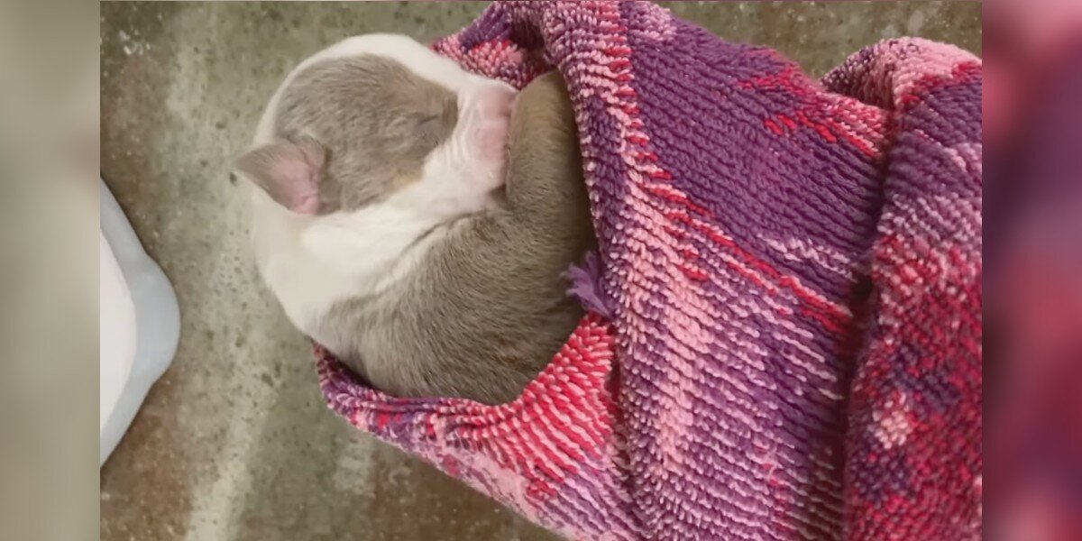 Vet Tech Told To Euthanize Newborn Puppy Chooses Love Instead — And Changes Her Life Forever