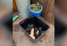 11 Puppies Found ‘Drowning’ In A Garbage Can — Until The Right Person Walked By