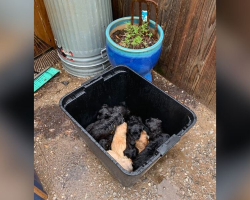 11 Puppies Found ‘Drowning’ In A Garbage Can — Until The Right Person Walked By
