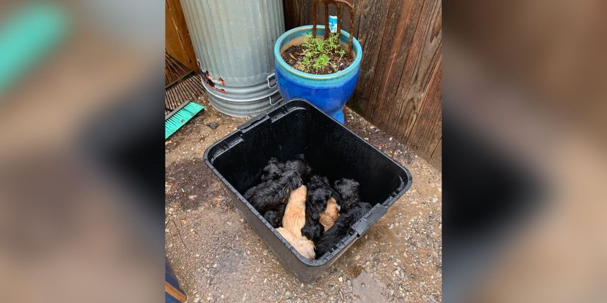 11 Puppies Found ‘Drowning’ In A Garbage Can — Until The Right Person Walked By