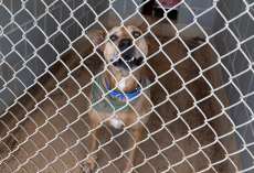 Sweet Dog With The Biggest Smile Has Waited Over 2,500 Days For Someone To Love Him