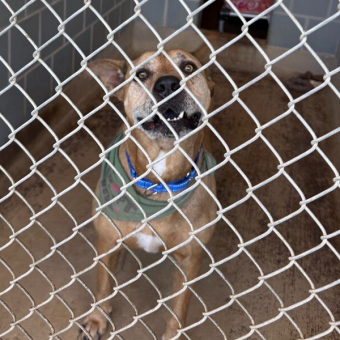 Sweet Dog With The Biggest Smile Has Waited Over 2,500 Days For Someone To Love Him