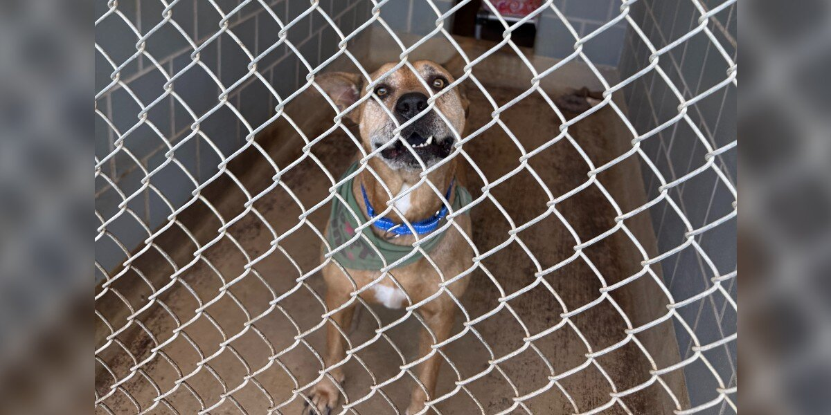 Sweet Dog With The Biggest Smile Has Waited Over 2,500 Days For Someone To Love Him
