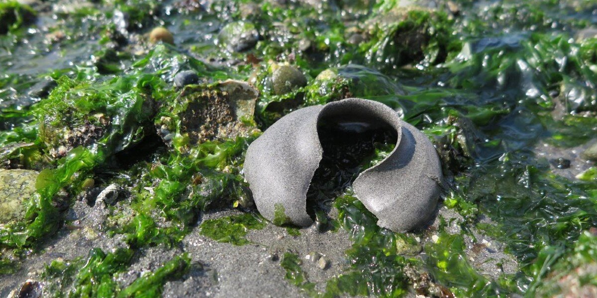 ‘Broken Plunger’ Found on the Beach Turns Out To Be Alive — and Full of Babies