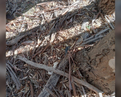 Library Visitor Nearly Steps On ‘Garden Hose’ — Then It Starts To Move