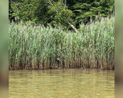 Kayaker Spots Pair Of Eyes In The Reeds — And Realizes He’s Found Someone Everyone’s Been Searching For