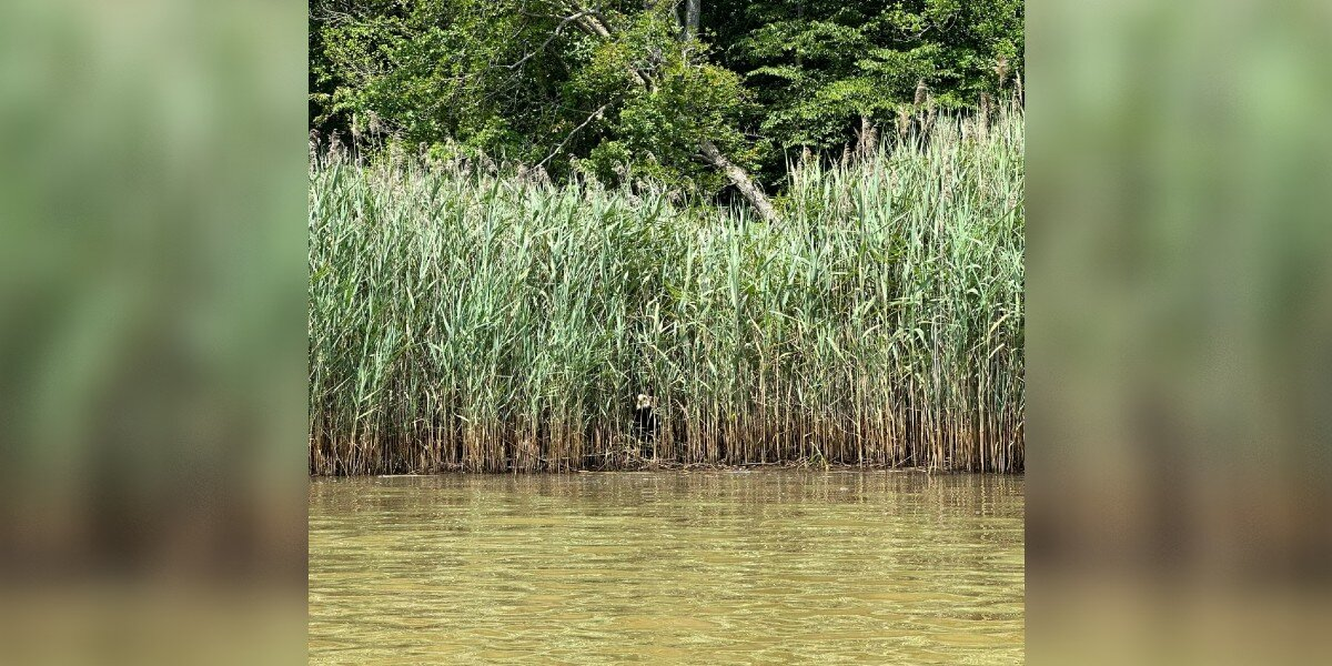 Kayaker Spots Pair Of Eyes In The Reeds — And Realizes He’s Found Someone Everyone’s Been Searching For