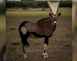 Conservationists Spot Wild Animal With Something Very Strange On His Horns