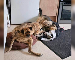 Giant Puppy’s Cuddles Create Hilarious Optical Illusions