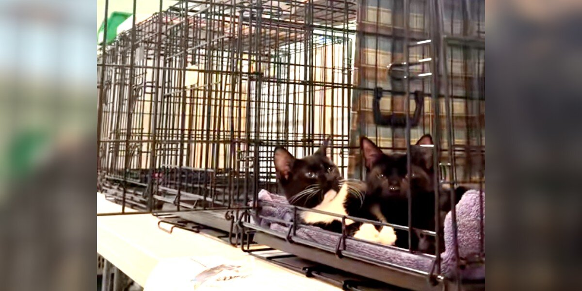 Kittens Keep Getting Ignored At Adoption Events — But They Don’t Know It’s Because They’re ‘Different’