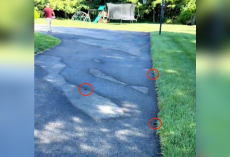 Man Heading to Work Discovers Dozens of Tiny Wild Babies Across His Driveway