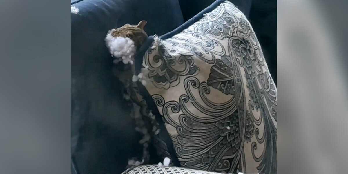 Australian Man Can’t Believe What He Finds Living On His Patio