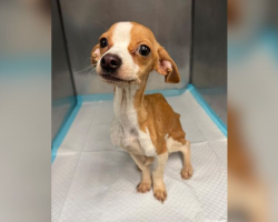 Starving Puppy Found Wandering Bronx Apartment Refuses To Stop Fighting For Her Life
