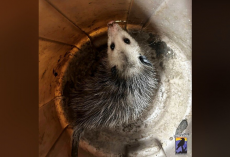 Woman Finds ‘Dying’ Animal At Bottom Of Trash Can — Then Realizes It’s A Precious Life Worth Saving