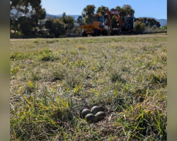 Construction Crew Stops Everything When They Notice Something Tiny In The Grass